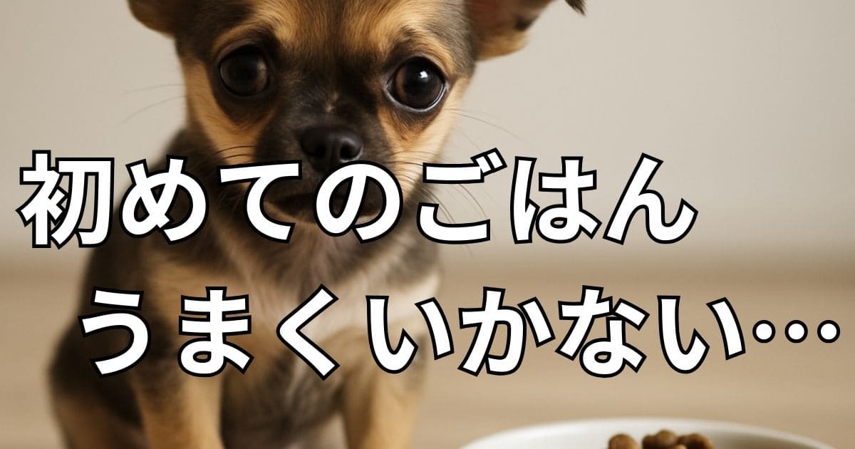 子犬 ご飯 食べない 2ヶ月