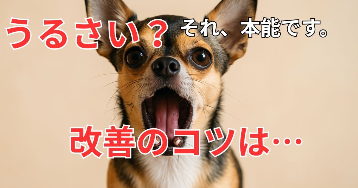 チワワ吠えてうるさい