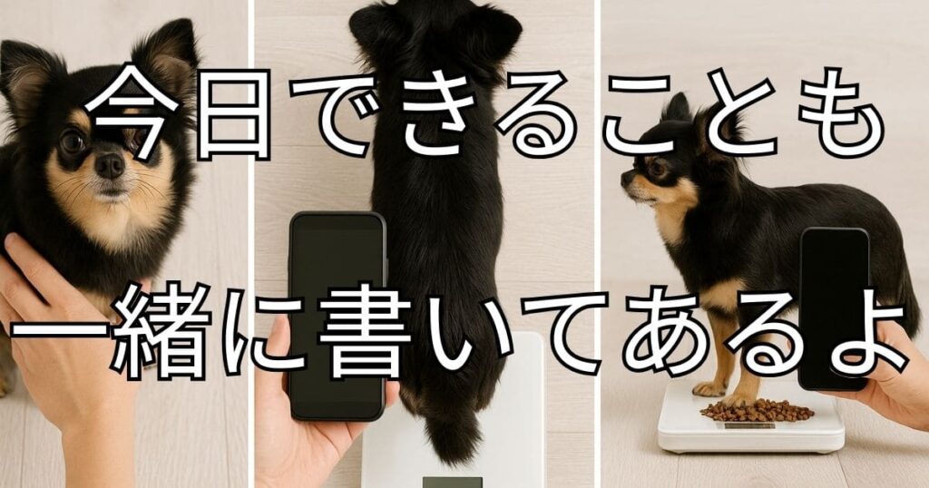 チワワ 太ってる