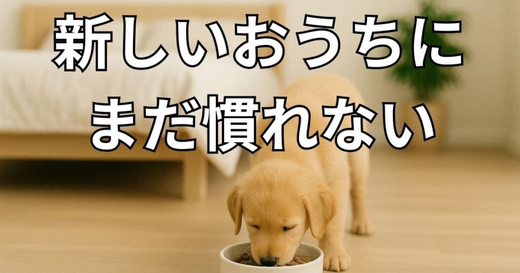 子犬 ご飯 食べない 2ヶ月