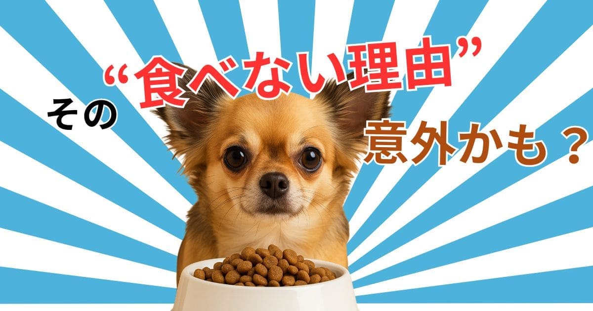 チワワがご飯を食べない…わがまま？