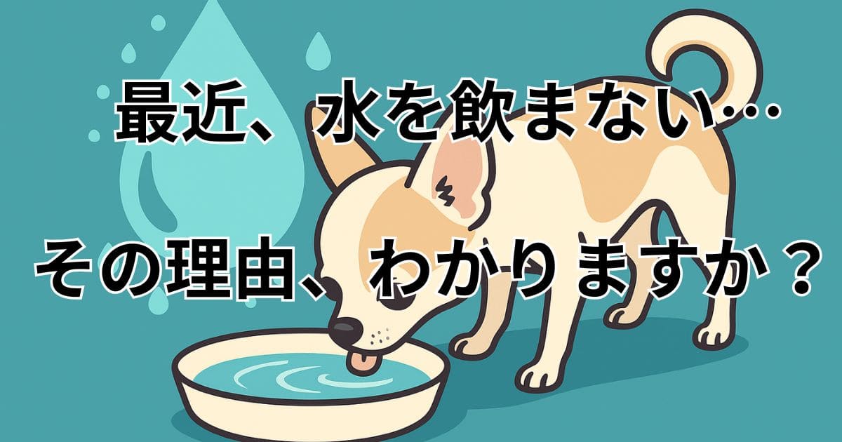 小型 犬 一日の水の量