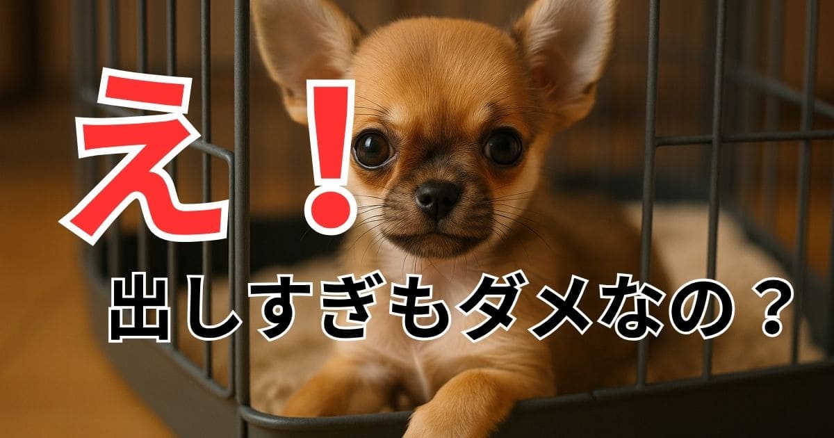 子犬4ヶ月 ケージから出す時間　　