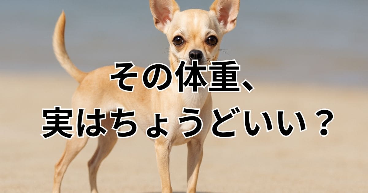 チワワ ハイオンタイプ 体重
