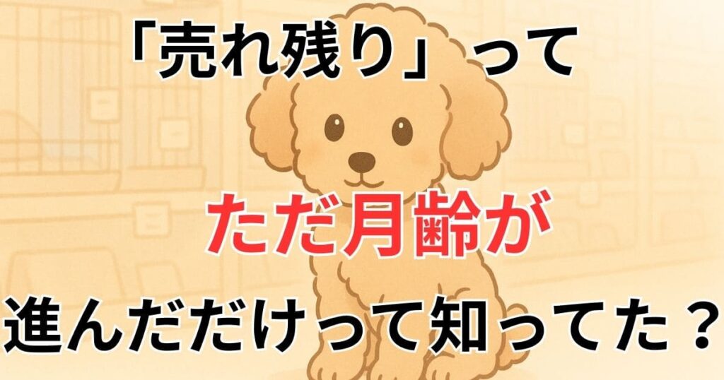 ティーカッププードル 売れ残り