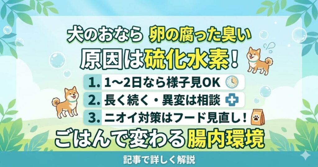犬のおならが卵の腐った臭い(硫化水素)になる原因と対策をまとめた図解。1、2日なら様子見、長く続くなら相談、ニオイ対策にはフード見直しが効果的で、ごはんで腸内環境が変わることを説明しています。