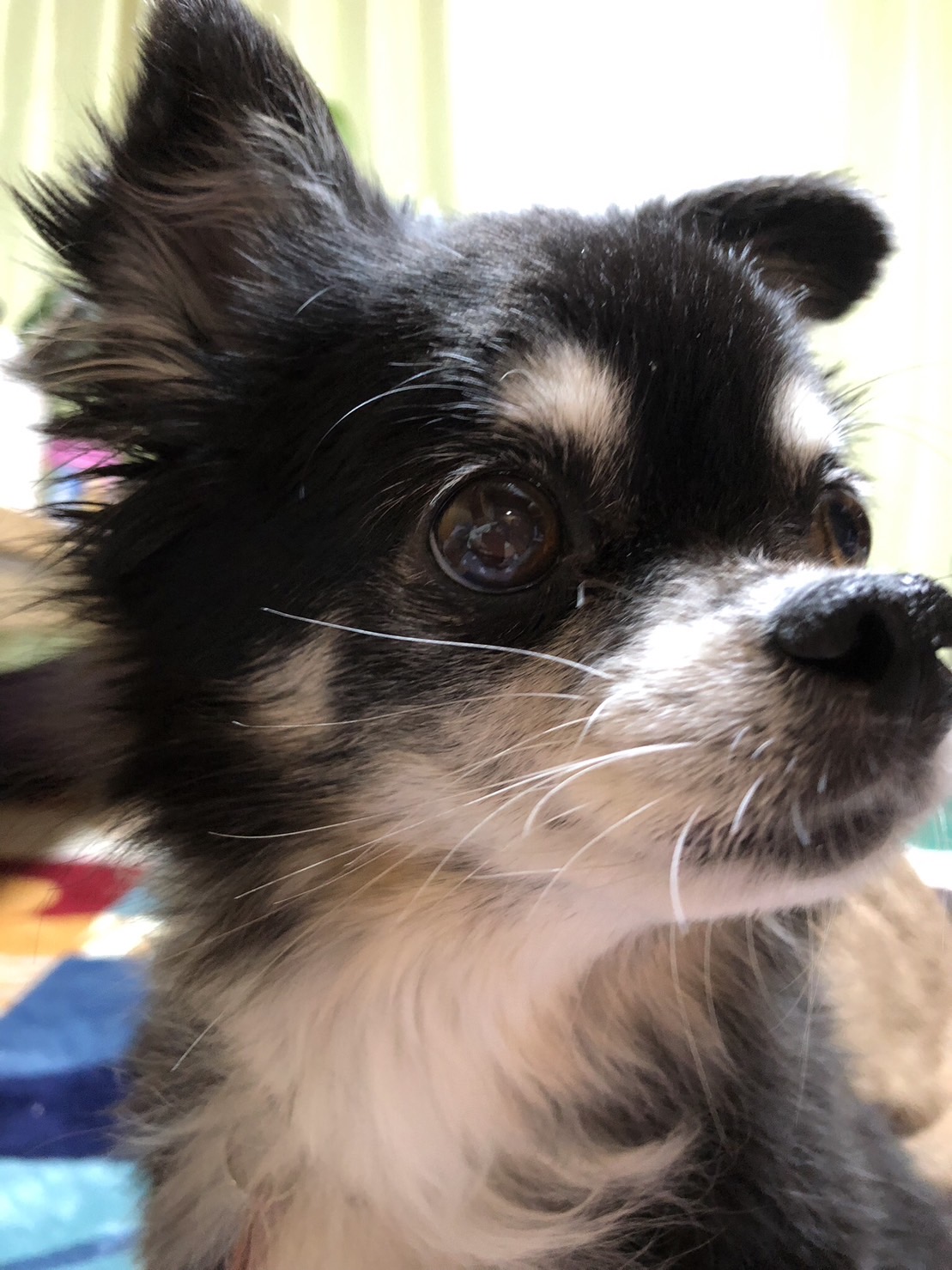 うちのチワワ ぽぽ ロングチワワ 黒タン