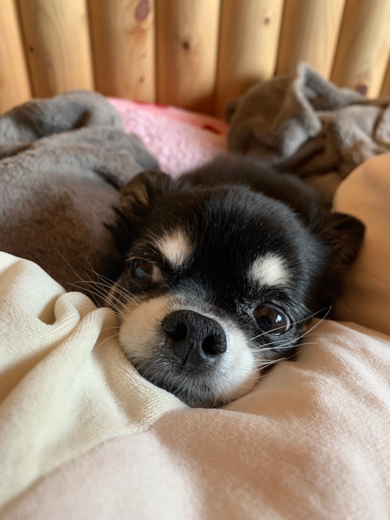 うちのチワワ ぽぽ 落ち着ける場所でくつろぐ