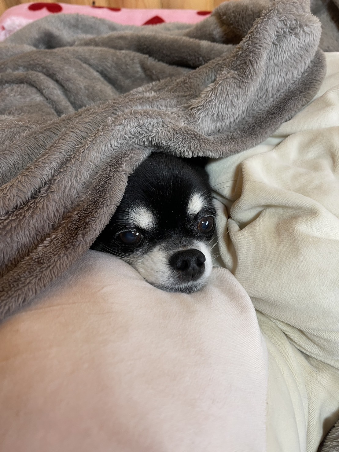 チワワ 一次情報 体験談