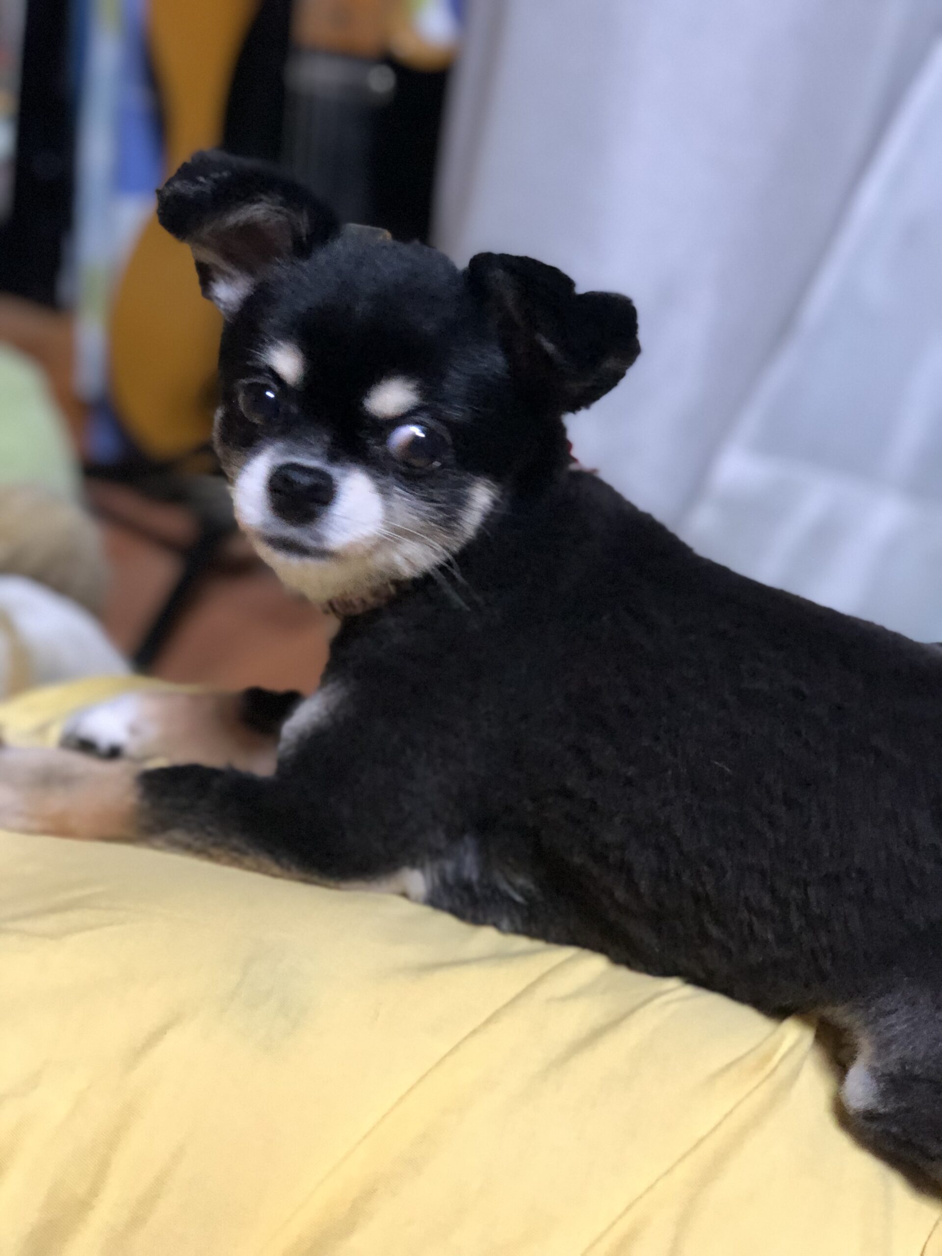 ぽぽ チワワ 若いころ