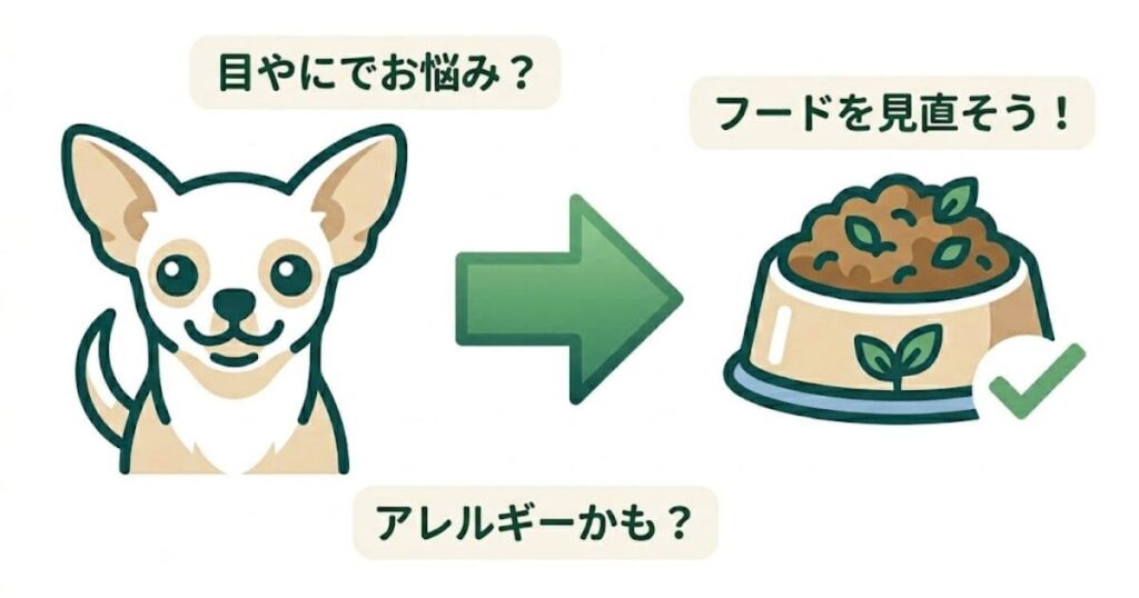 フードを見直すことで目やにが解消されることを表した、チワワ、緑色の矢印、ドッグフードのイラスト。 チワワの目やにの原因がフードであることを示すイラスト。