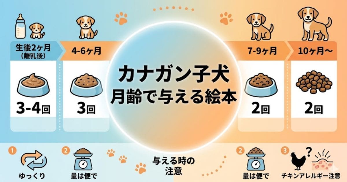 カナガン子犬の月齢別与え方図解
