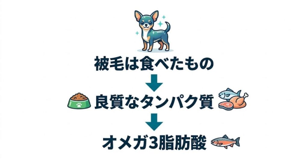 チワワの毛並みとドッグフードの関係の図解