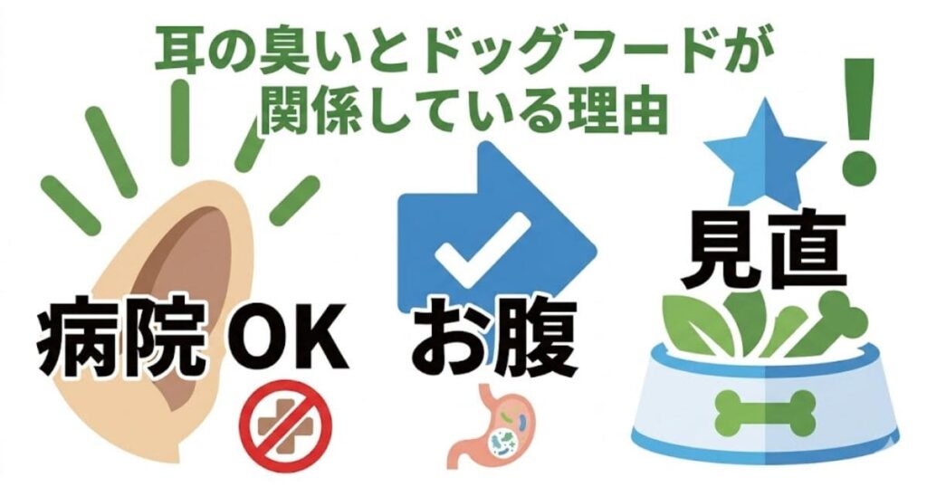 「耳の臭いとドッグフードの関係」をテーマに、左から耳、お腹、フードボウルへと巨大なアイコンと文字で繋いだインフォグラフィック。
