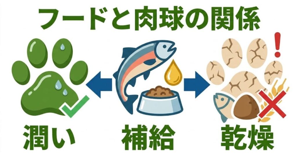 「カサカサの肉球がフード改善でぷるぷるになるイメージ」