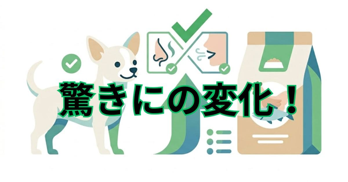 カナガンでチワワの体臭・口臭が改善するか解説したイラスト（文字：驚きの変化！