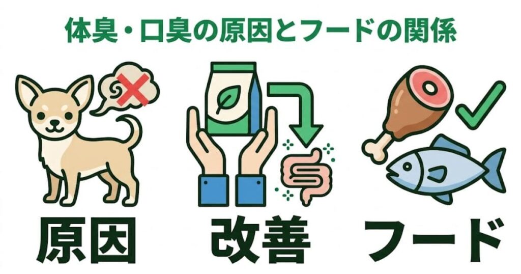 犬の体臭・口臭改善ドッグフードの選び方を解説するイラスト。チワワ、カナガン、腸内環境改善のイメージ図