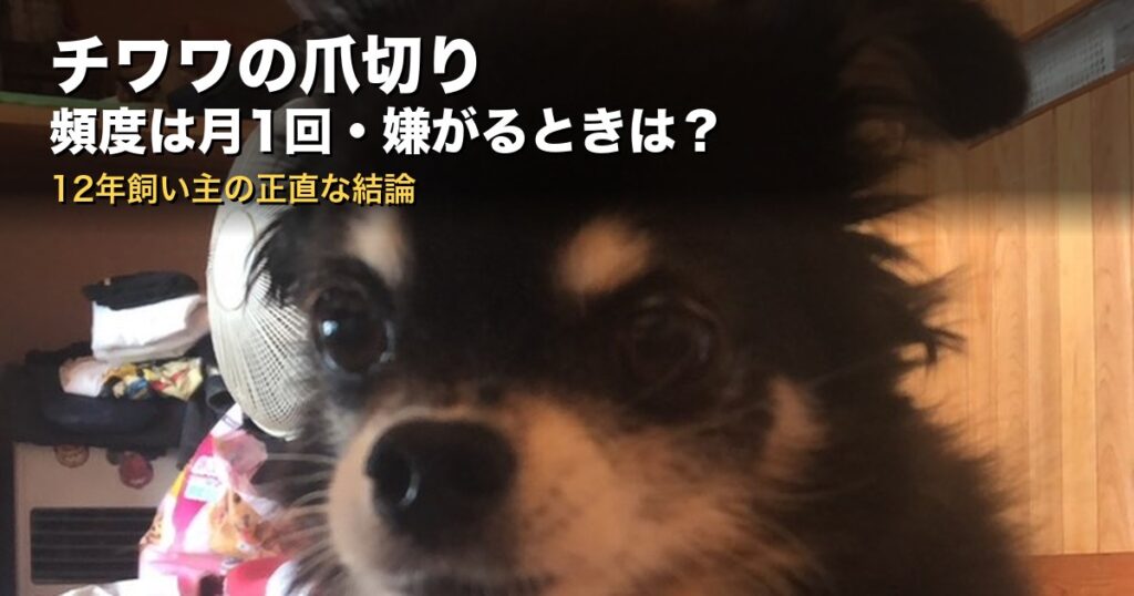 チワワの爪切りの記事のアイキャッチ（前足をそろえた我が家のチワワのぽぽ）
