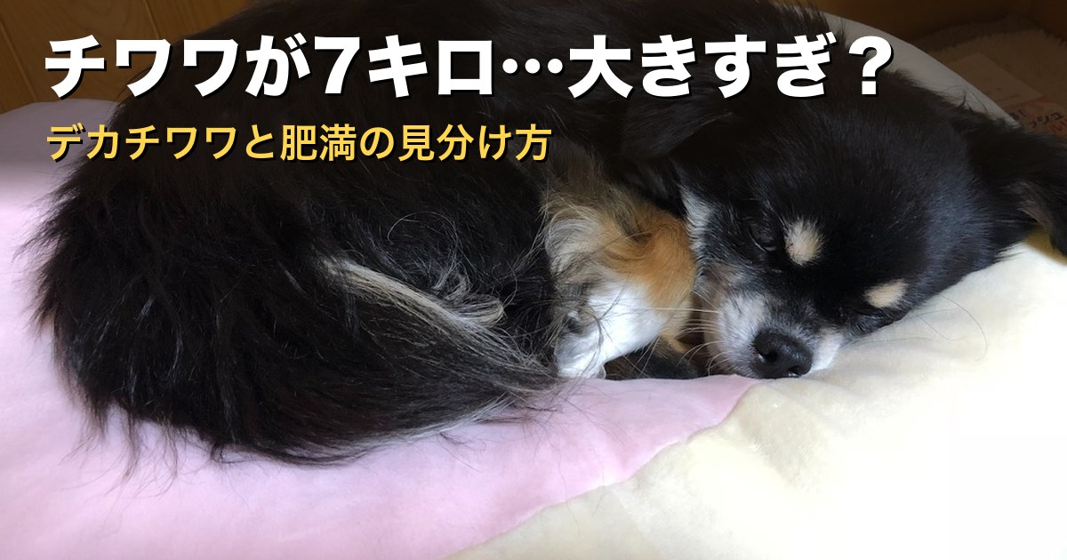 チワワ体重7キロは大きすぎ?デカチワワと肥満の見分け方(愛犬ぽぽ)