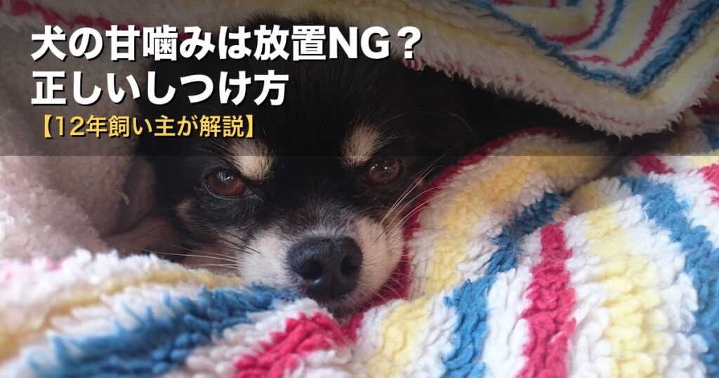 犬の甘噛みは放置NG？正しいしつけ方をチワワ飼育12年の飼い主が解説