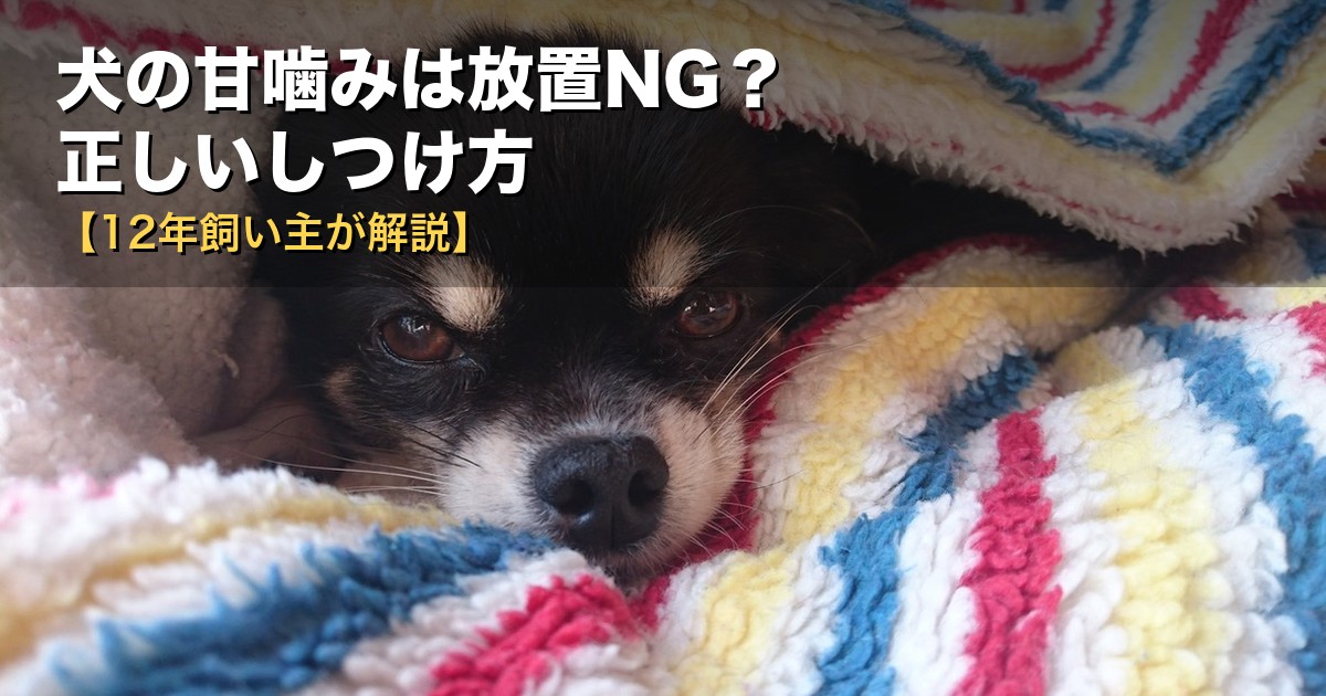 犬の甘噛みは放置NG?正しいしつけ方をチワワ飼育12年の飼い主が解説