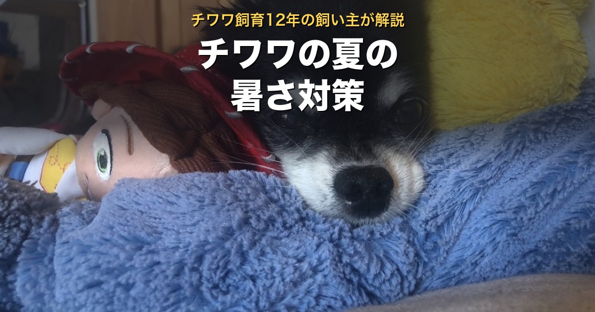 チワワの夏の暑さ対策。チワワ飼育12年の飼い主が解説