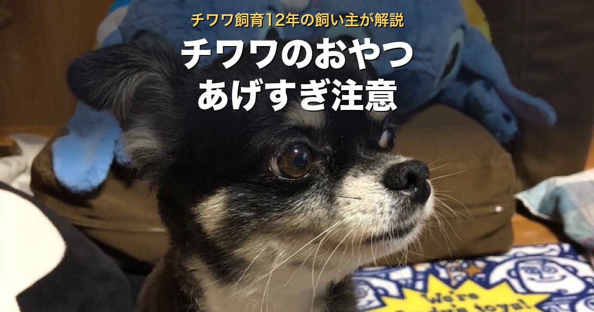 チワワのおやつのあげすぎ注意。適量を12年飼い主が解説