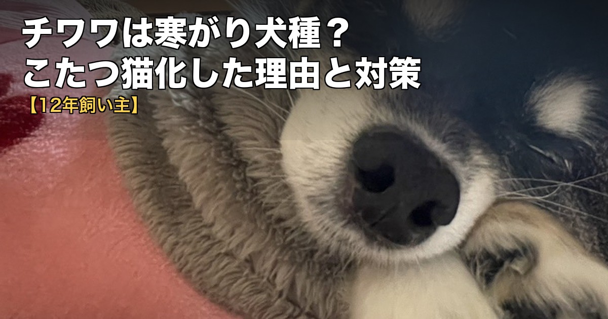 チワワは寒がり犬種?こたつ猫化した理由と対策