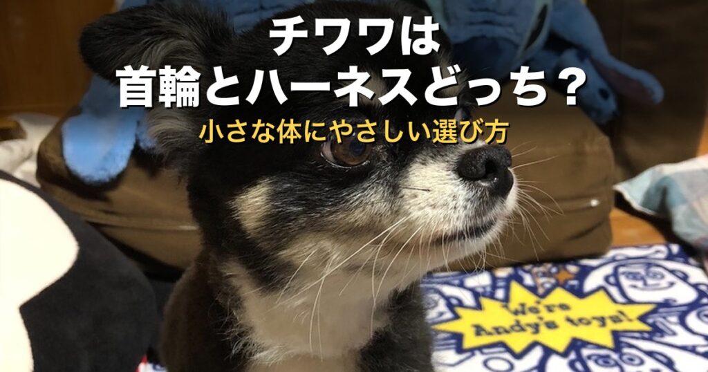 チワワは首輪とハーネスどっち？小さな体にやさしい選び方をチワワ飼育12年の飼い主が解説