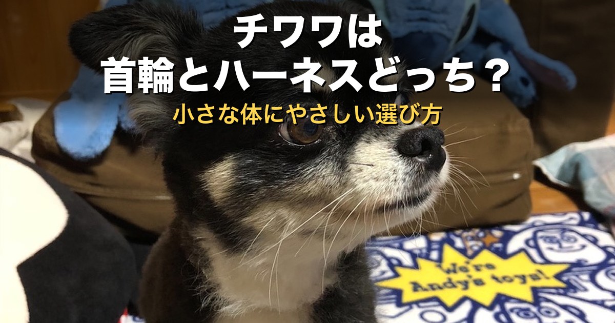 チワワは首輪とハーネスどっち?小さな体にやさしい選び方をチワワ飼育12年の飼い主が解説