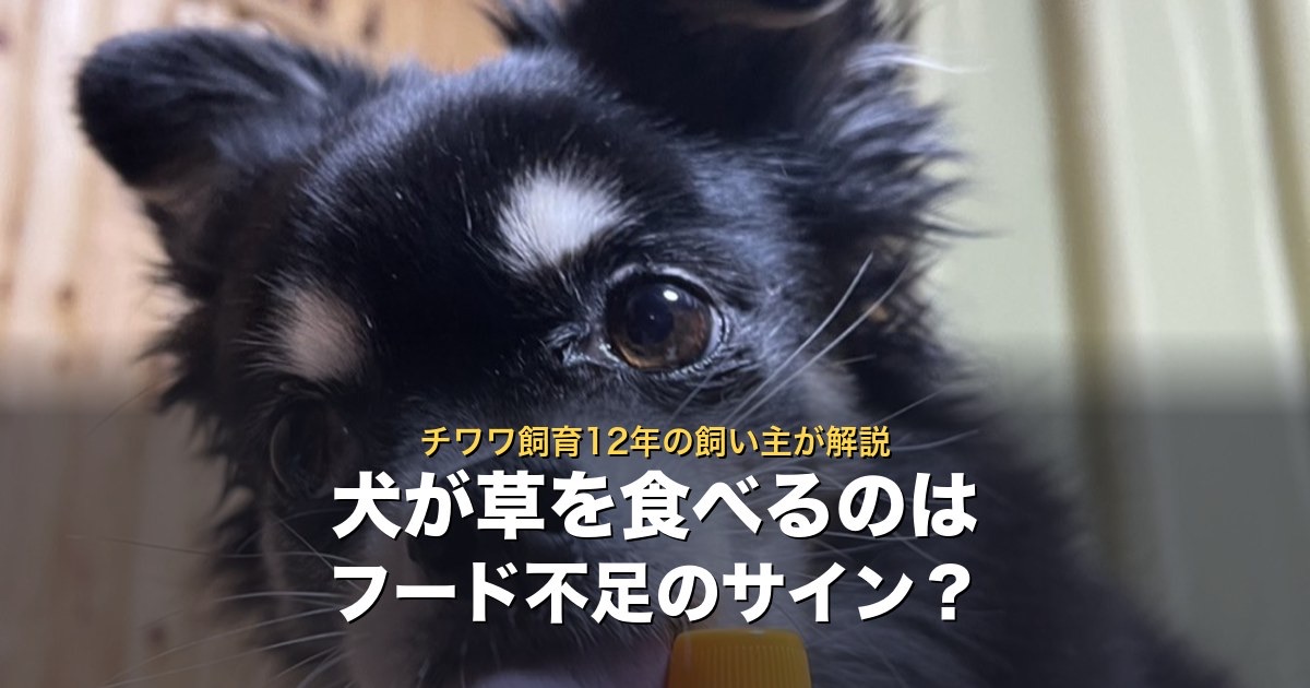 犬が草を食べるのはフード不足のサインか。チワワ飼育12年が解説