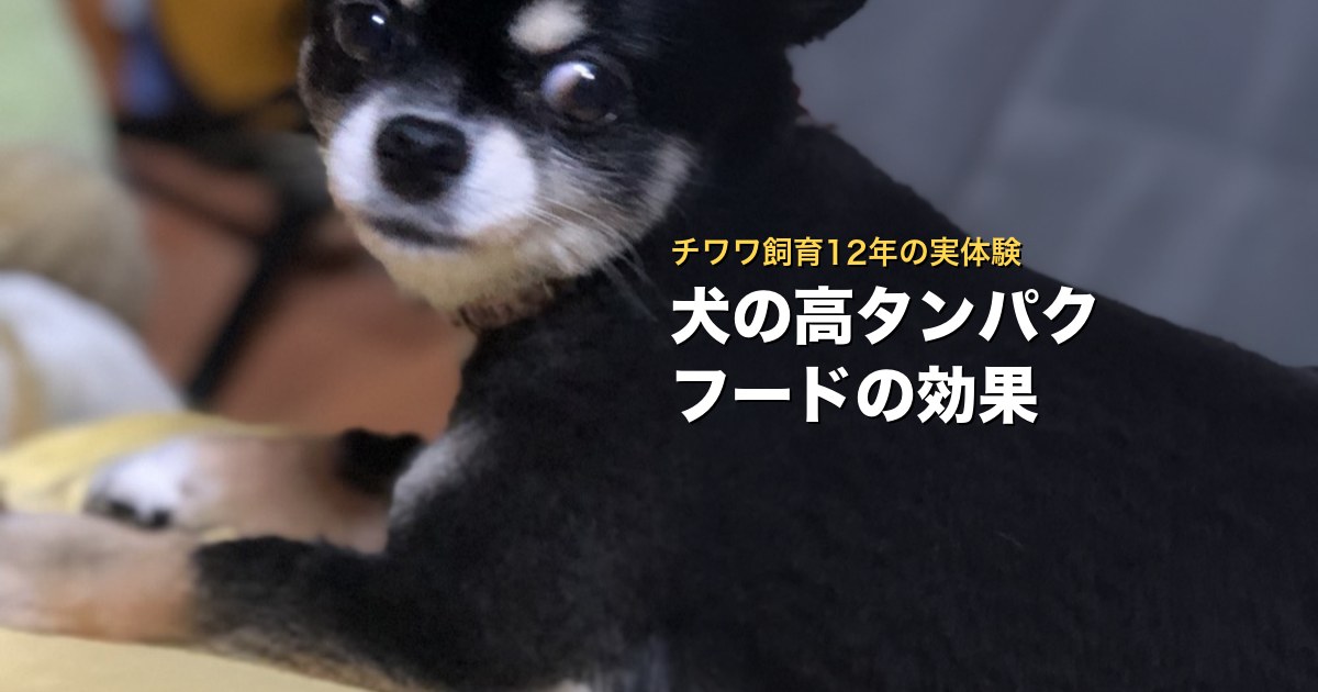 犬の高タンパクなドッグフードの効果。チワワ飼育12年の実体験