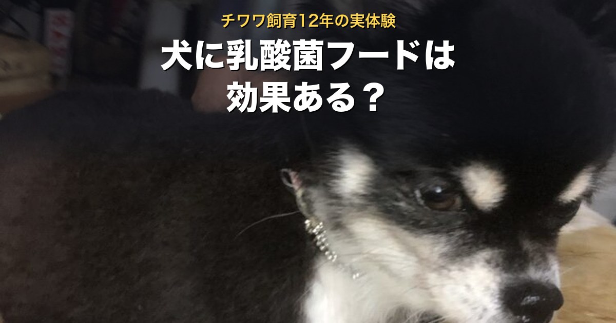 犬に乳酸菌入りドッグフードは効果があるか。チワワ飼育12年の実体験