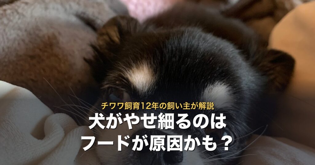 犬がやせ細る原因はフードかも。チワワ飼育12年の飼い主が解説