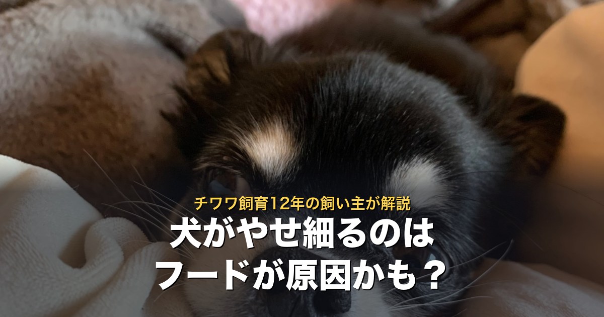 犬がやせ細る原因はフードかも。チワワ飼育12年の飼い主が解説