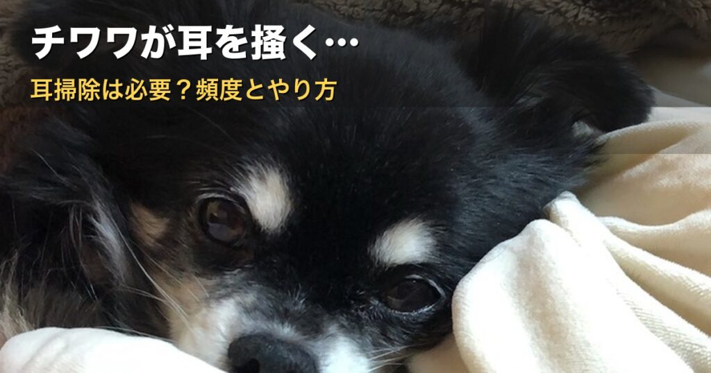 チワワが耳を掻く様子から耳掃除の必要性を考える記事のアイキャッチ