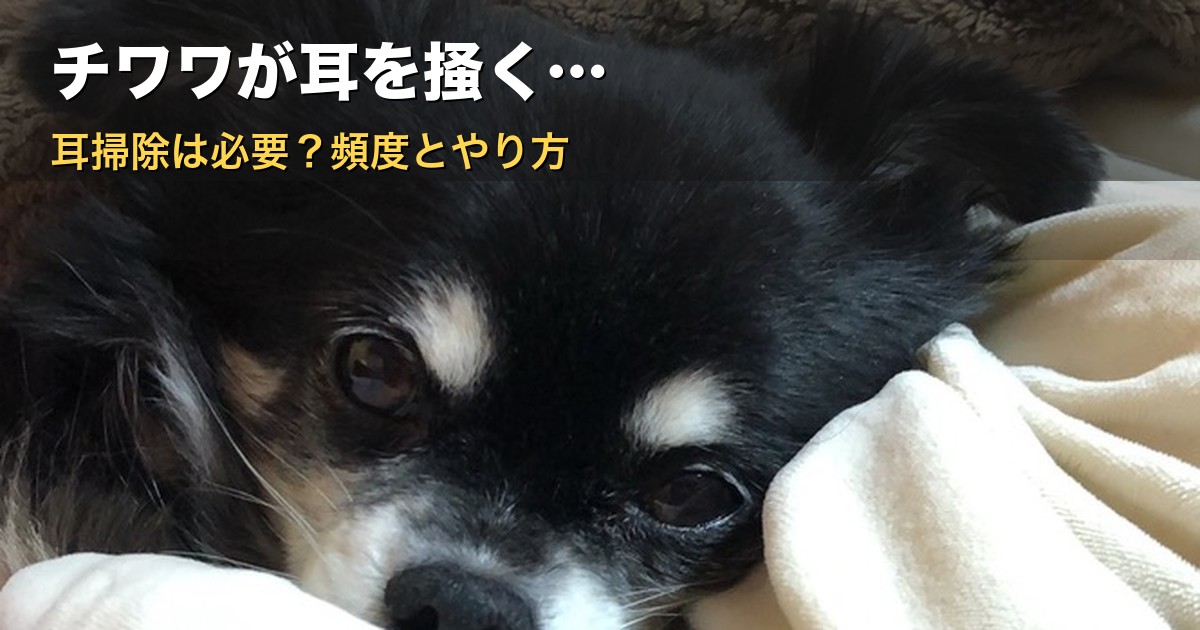 チワワが耳を掻く様子から耳掃除の必要性を考える記事のアイキャッチ