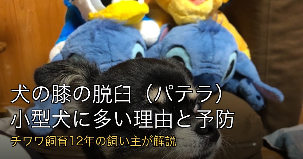 犬の膝の脱臼(パテラ)は小型犬に多い。チワワ飼育12年の飼い主が理由と予防を解説