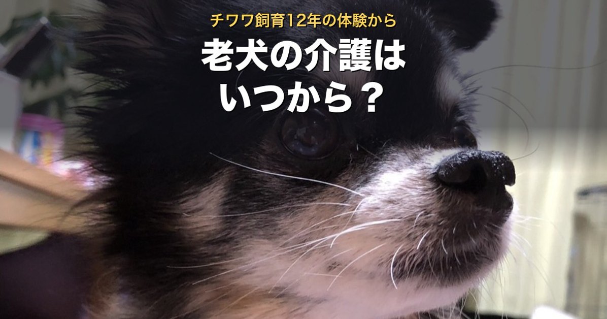 老犬の介護はいつからか。チワワ飼育12年の体験から