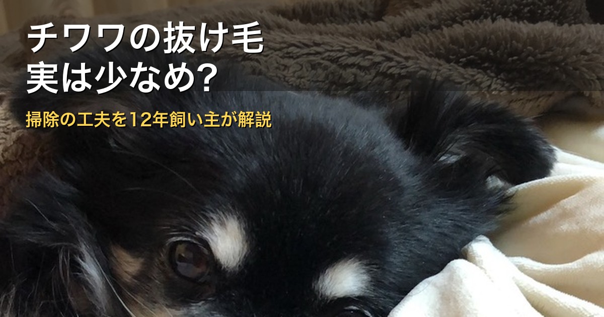 チワワの抜け毛は少ない？12年飼い主が掃除の工夫を解説（愛犬ぽぽ）