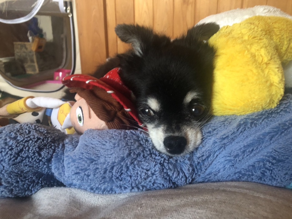毛布に囲まれて休む我が家のチワワのぽぽ。チワワの適温は何度かを12年飼い主が解説