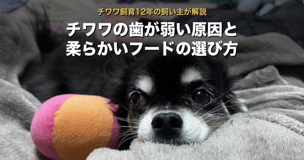 毛布に顔をのせて休む2代目ぽぽ。シニア期は硬いフードを食べづらそうにすることがある