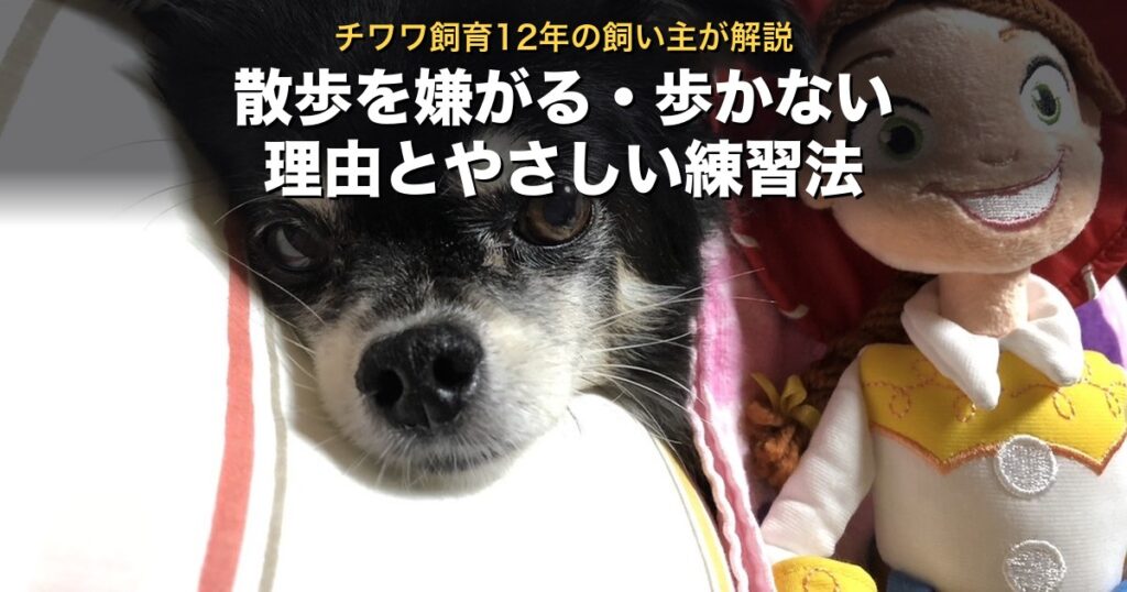少し不安そうに見上げる我が家のチワワのぽぽ。チワワが散歩を嫌がる・歩かない時の対処法