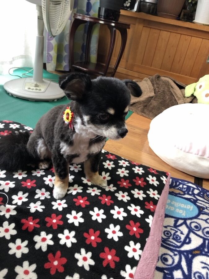 足が長めのハイオンタイプのチワワ(愛犬ぽぽのおすわり姿)