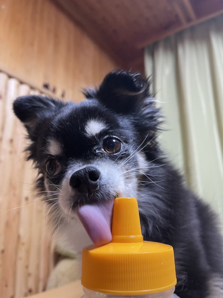 舌を出しておねだりする愛犬チワワのぽぽ