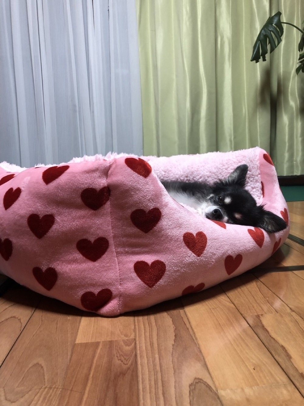 お気に入りのハート柄ベッドでくつろぐ、我が家のチワワのぽぽ