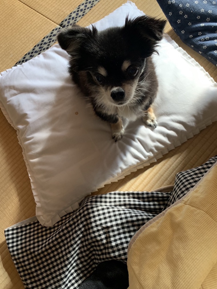 上から見たチワワの体型チェック(愛犬ぽぽ)