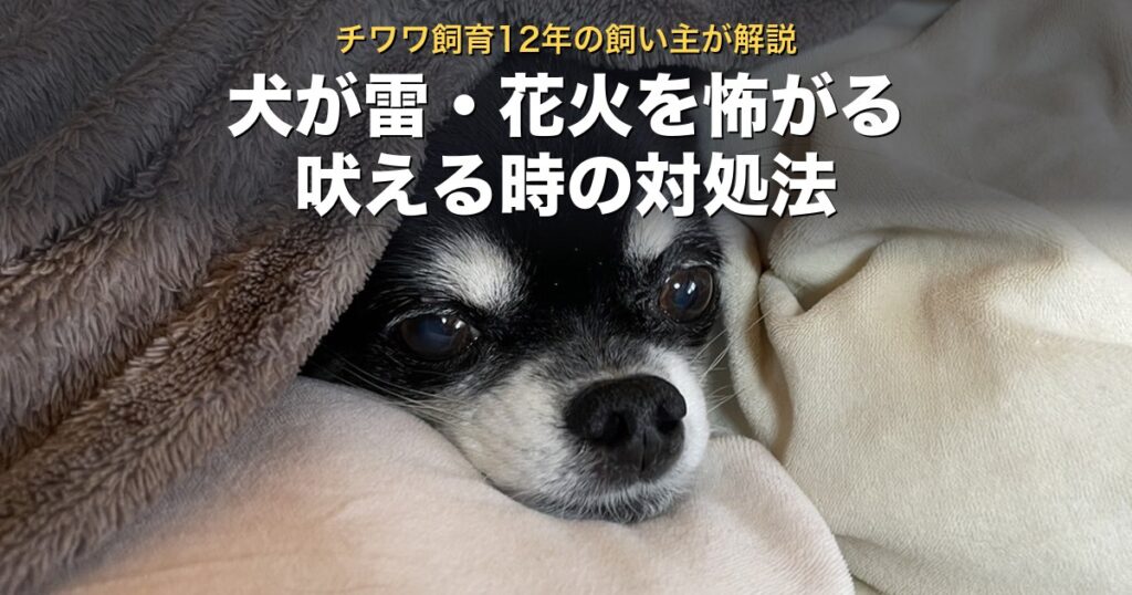 毛布に隠れて雷や花火をやり過ごす、我が家のチワワのぽぽ。犬が雷・花火を怖がるときの対処法