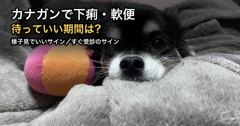 毛布の上で休むチワワ｜カナガンで下痢・軟便になったときの見分け方