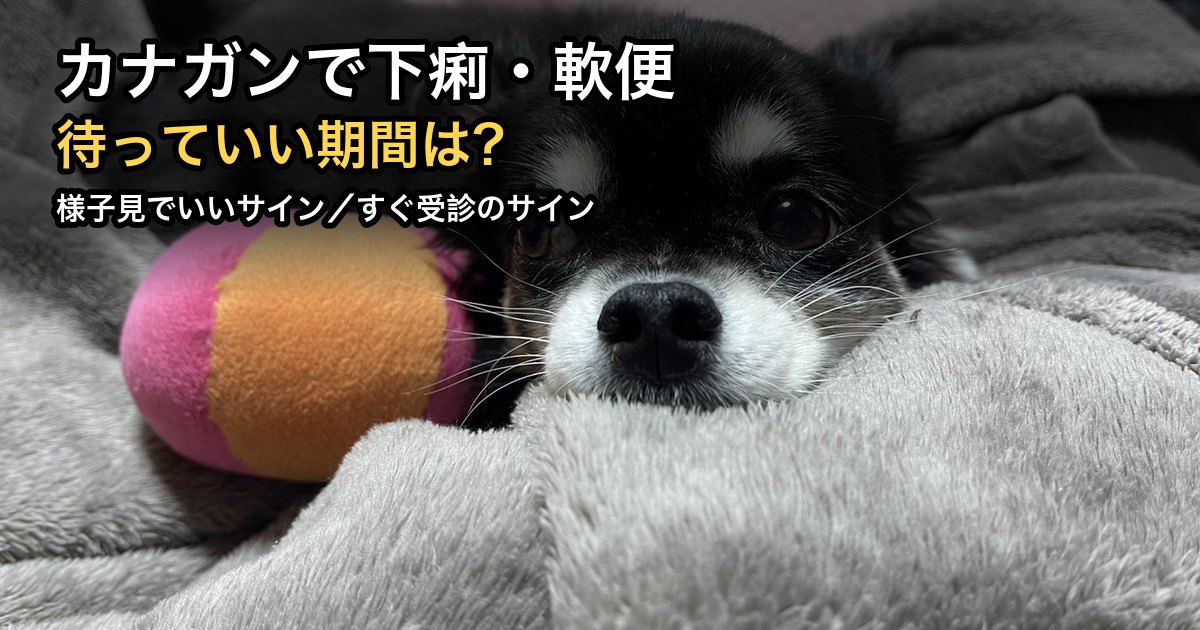 毛布の上で休むチワワ|カナガンで下痢・軟便になったときの見分け方